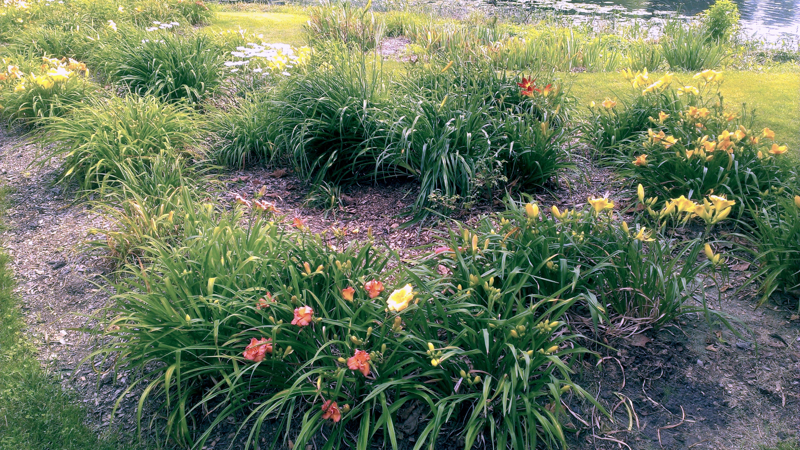 Daylily flowerbed